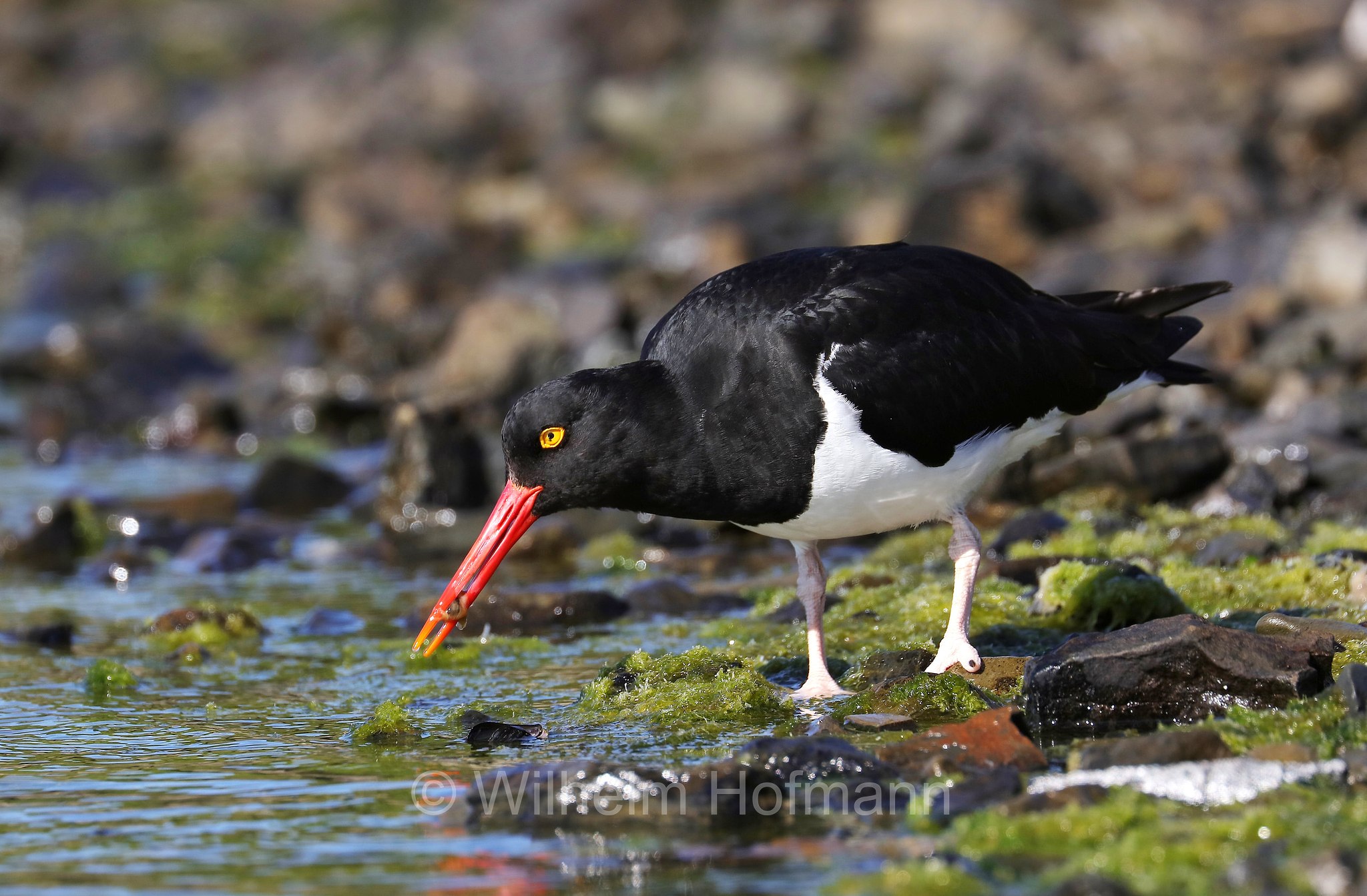 Magellanic oystercatcher, Feuerland-Austernfischer, Magellanausternfischer, beccaccia di mare di Magellano, Haematopus leucopodus, East Falkland, Ostfalkland, Falkland Orientale, Isla Soledad, Falkland Islands, Falklandinseln, Isole Falkland