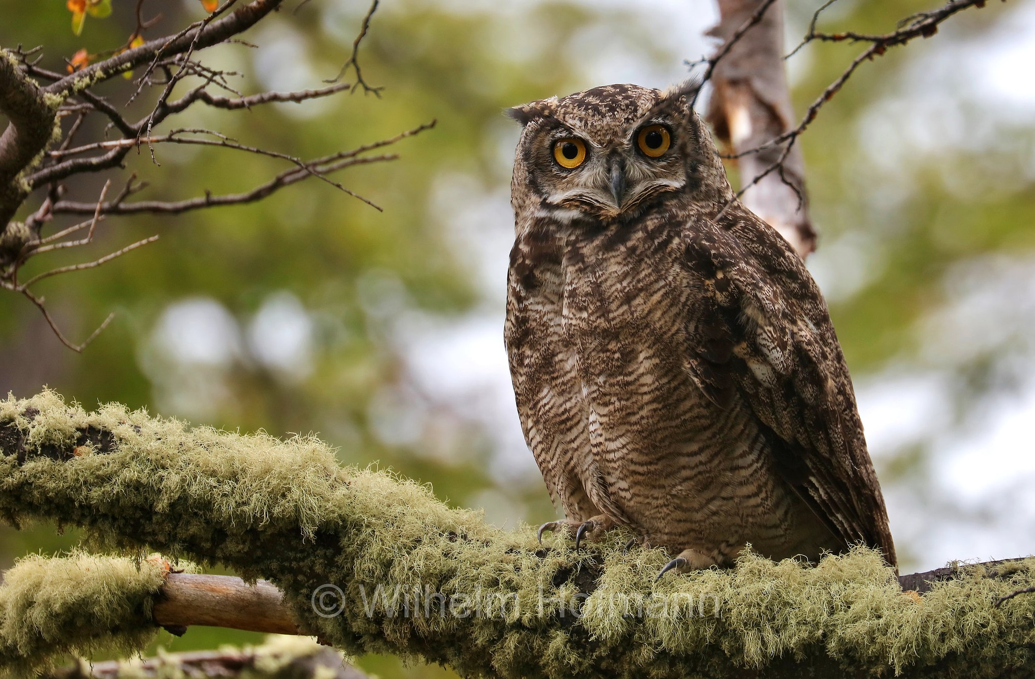 lesser horned owl, Magellanic horned owl, Magellanuhu, Magellan-Uhu, Patagonischer Uhu, Chilenischer Uhu, Chile-Uhu, gufo reale di Magellano, Bubo magellanicus, Torres del Paine National Park, Patagonia, Patagonien, Chile, Cile