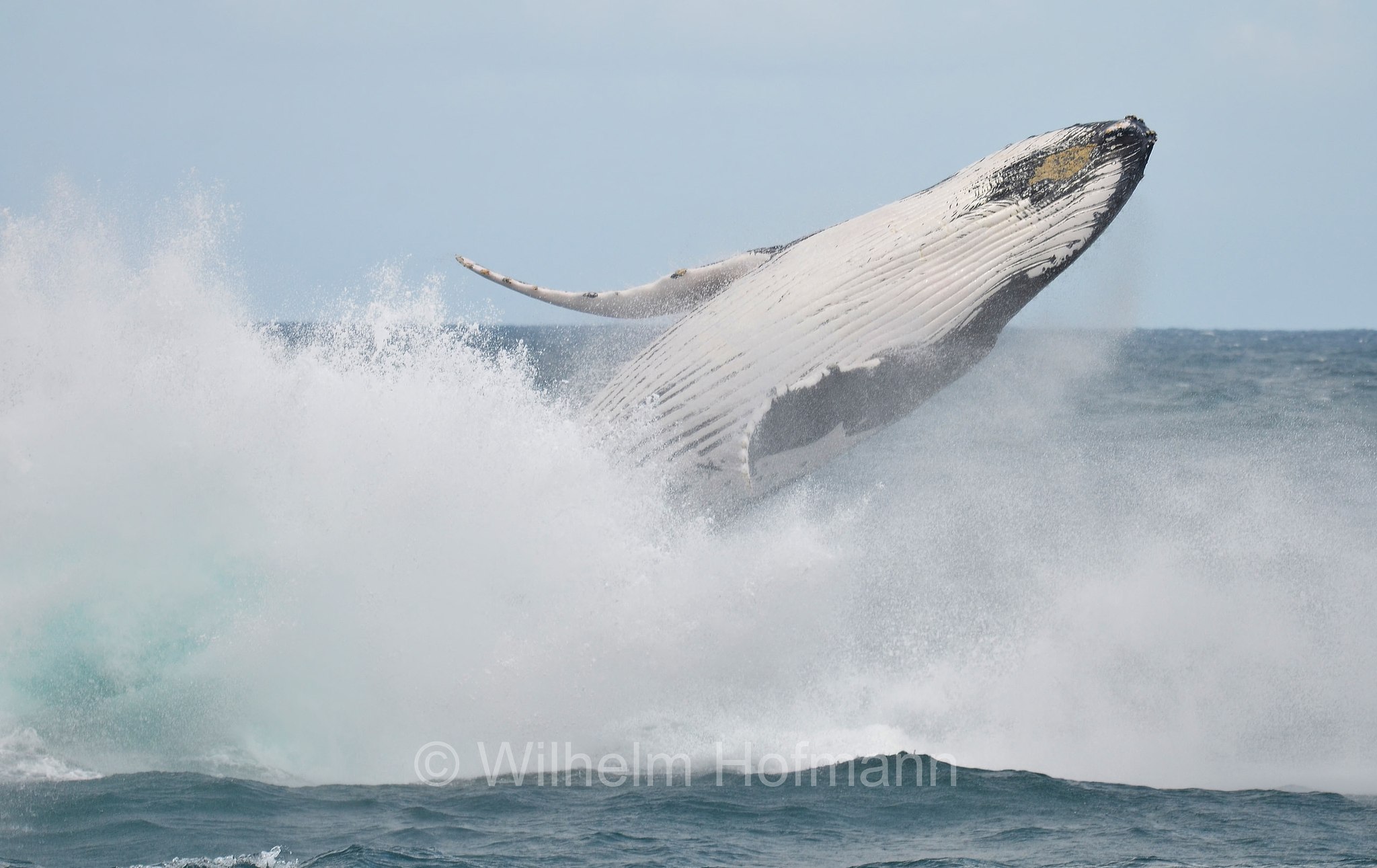 Humpback Whale, Buckelwal, megattera, Megaptera novaeangliae, Tasman Sea, Tasmansee, Mar di Tasman, Sydney, New South Wales, Nuovo Galles del Sud, Australia, Australien
