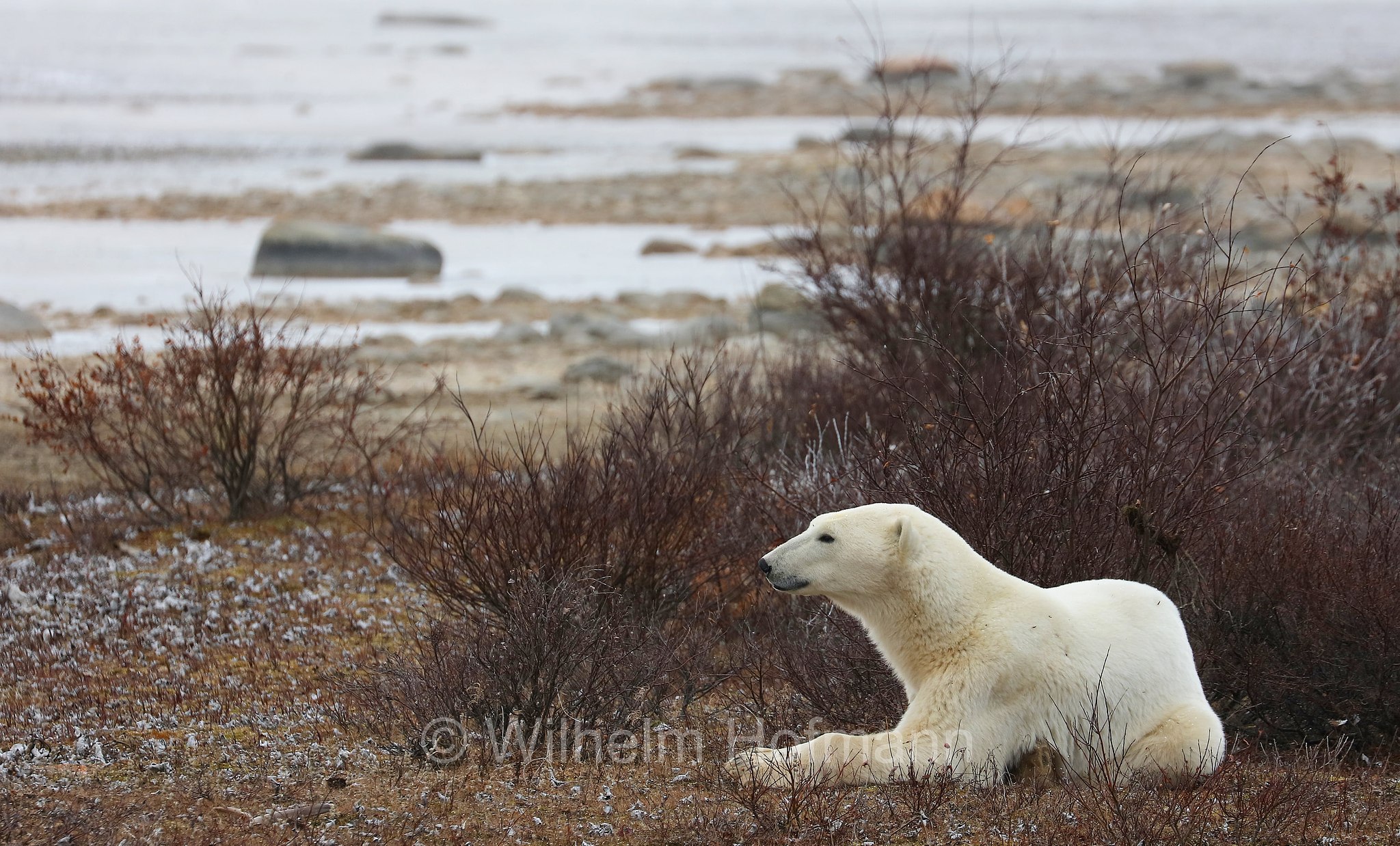 Ursus maritimus, polar bear, Eisbär, Polarbär, orso polare, orso bianco, Polar Bear Reserve, Churchill, Manitoba, Canada, Kanada