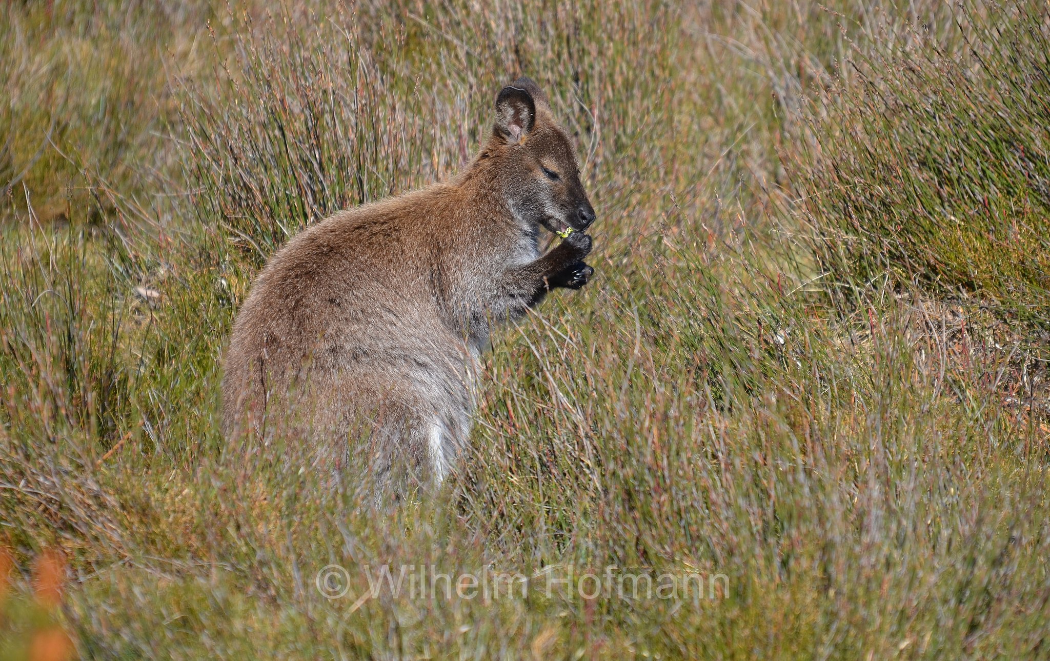 red-necked wallaby, Bennett's wallaby, Rotnackenwallaby, Bennett-Wallaby, Bennett-Känguru, wallaby dal collo rosso, wallaby di Bennet, Notamacropus rufogriseus, Cradle Mountain National Park, Cradle Mountain-Lake St Clair National Park, Cradle-Mountain-Lake-St.-Clair-Nationalpark, Parco nazionale del monte Cradle-lago St Clair, Tasmania, Tasmanien, Australia, Australien