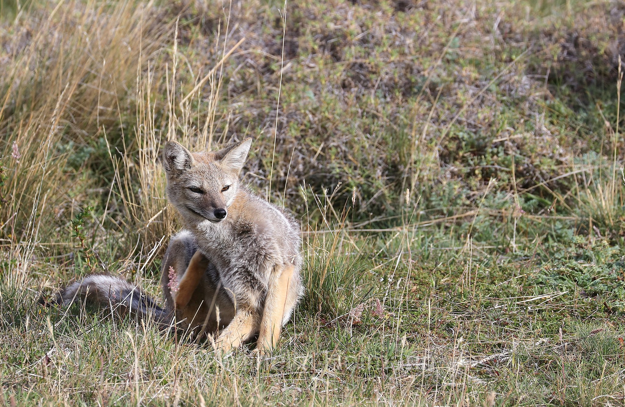 South American gray fox, Patagonian fox, chilla, zorro gris, Argentinischer Kampfuchs, Patagonischer Fuchs, Grauer Andenfuchs, Chilla, chilla, volpe grigia sudamericana, volpe grigia argentina, Lycalopex griseus, Torres del Paine National Park, Patagonia, Patagonien, Chile, Cile