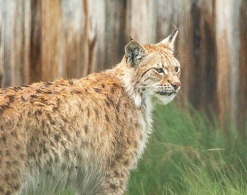 Animals Gallery