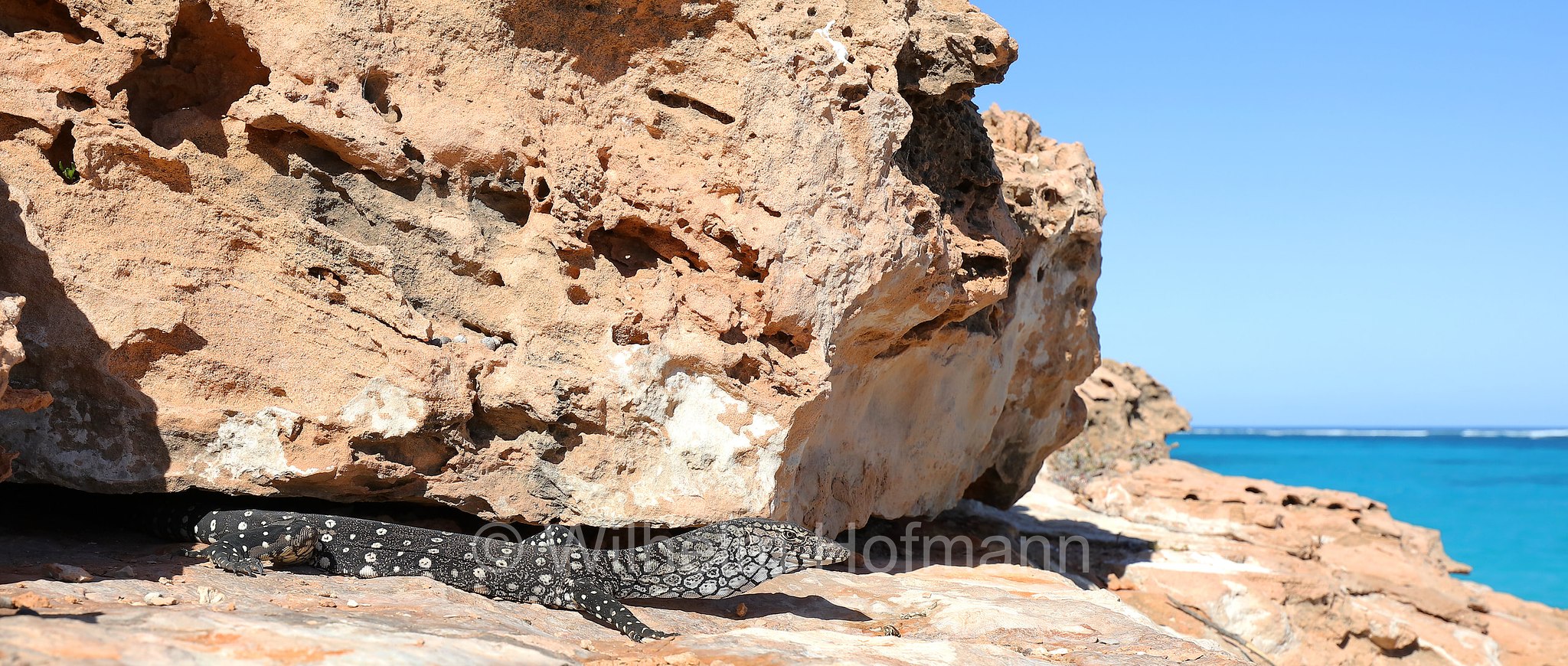 Varanus giganteus, perentie, Riesenwaran, varano gigante, Perentie, Ningaloo Coast, Coral Bay, Costa di Ningaloo, Western Australia, Westaustralien, Australia Occidentale, Australia, Australien