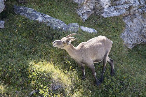 S&auml;ugetiere