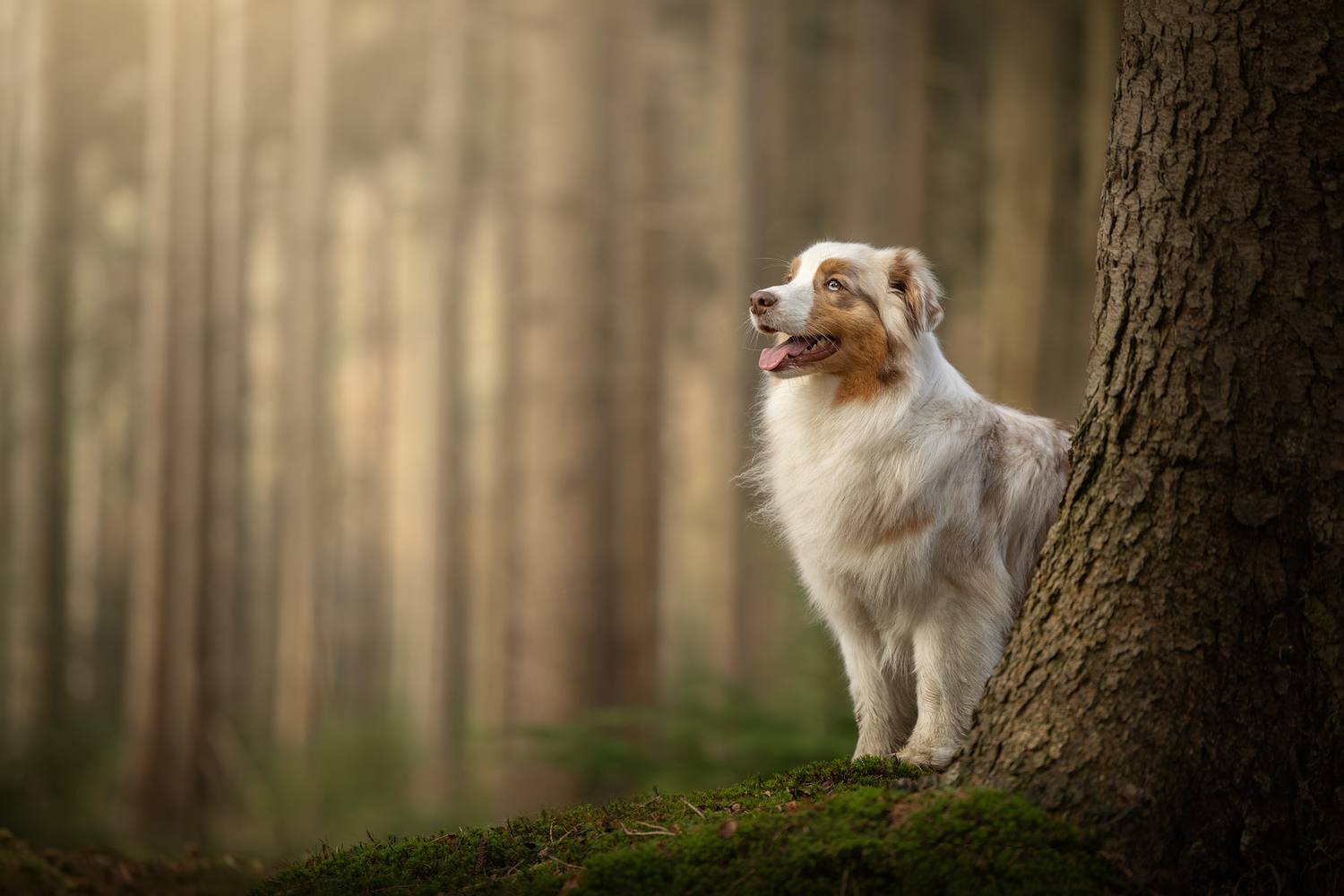 NLS Dierenfotografie
