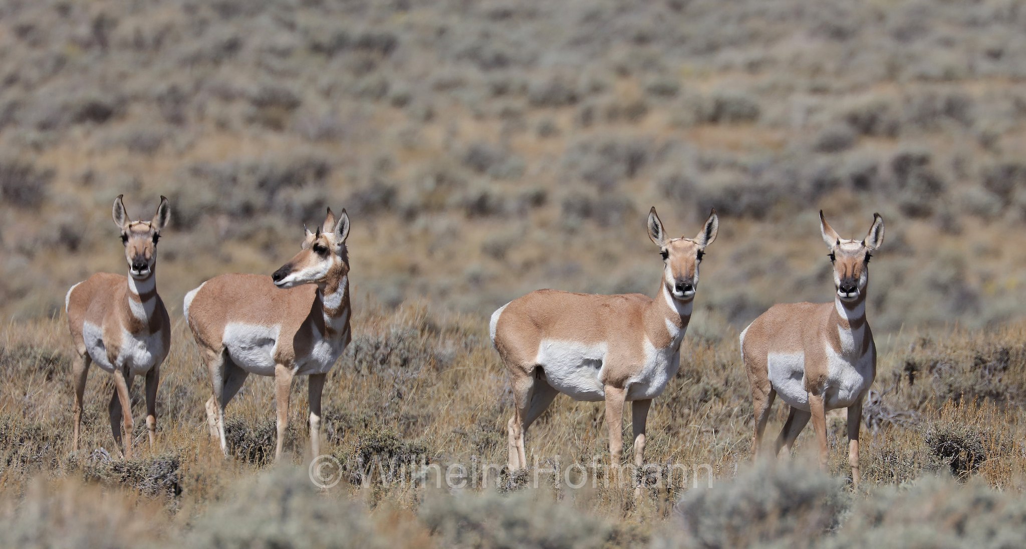 Antilocapra americana, pronghorn, American antelope, prong buck, pronghorn antelope, prairie antelope, Gabelbock, Gabelhornantilope, Gabelantilope, Gabelhorntier, Pronghorn, antilocapra, Carbon County, Wyoming, USA