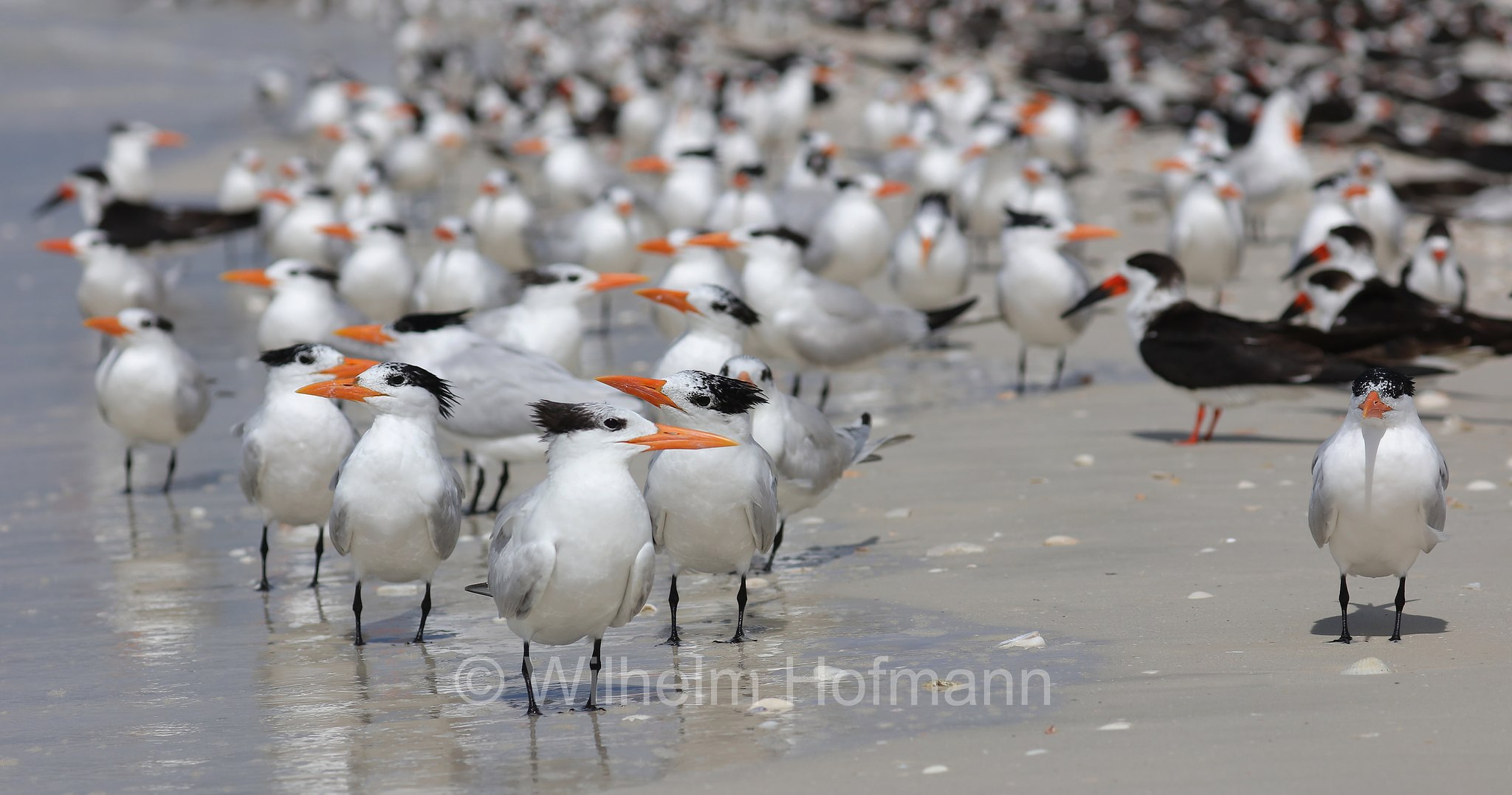 Thalasseus maximus, royal tern, Königsseeschwalbe, sterna reale, sterna reale americana, Lovers Key Beach, Lovers Key State Park, Florida, USA
