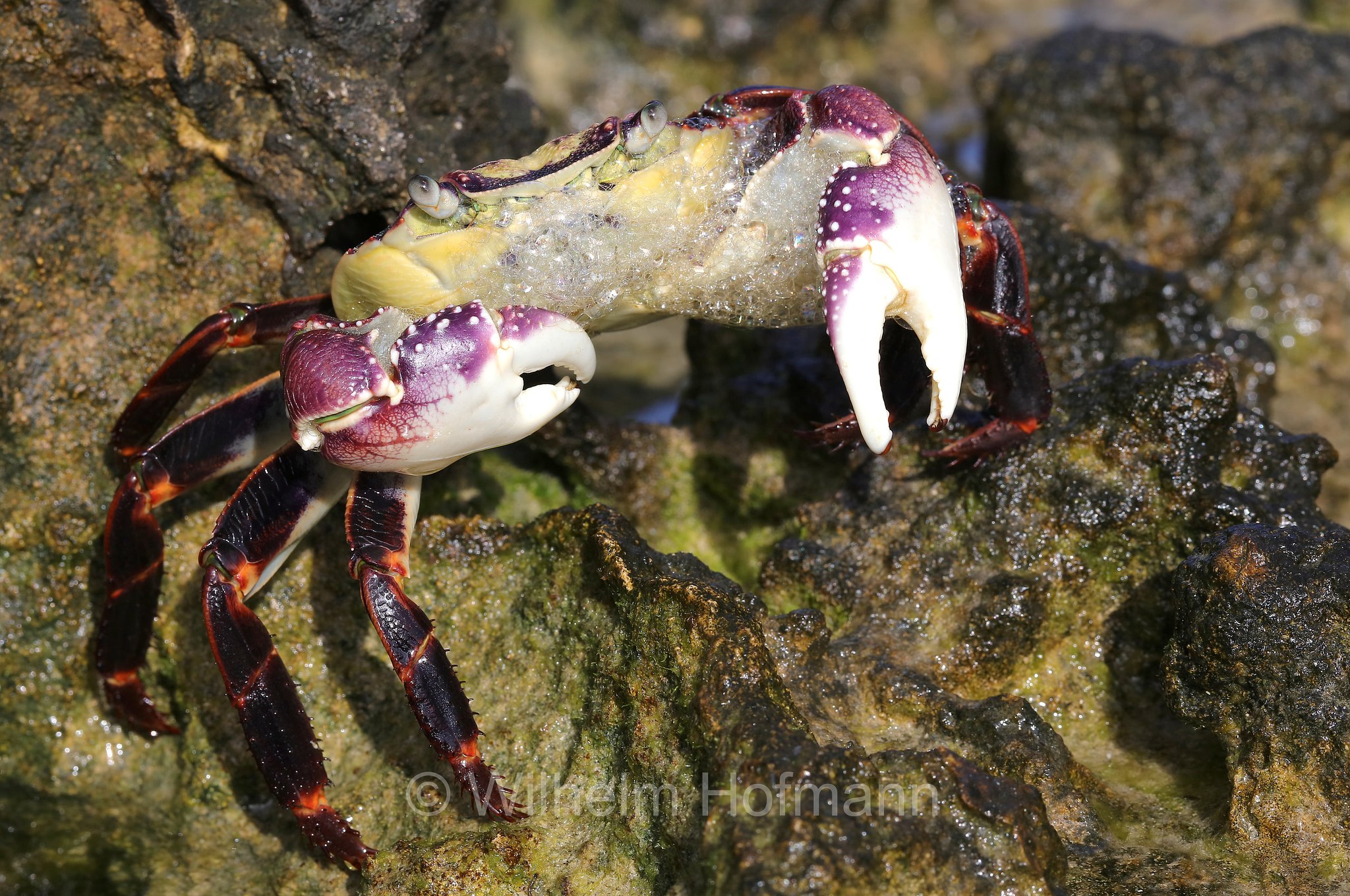 Leptograpsus variegatus, purple rock crab, Lila Felsenkrabbe, granchio viola delle rocci, Cape Peron, Point Peron, Western Australia, Westaustralien, Australia Occidentale, Australia, Australien