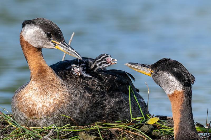 Family Bond (Red-necked Grebes)