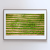 THE ONE - AERIAL PRINTS - "Grown More" - LIMITED EDITION 5 of 5