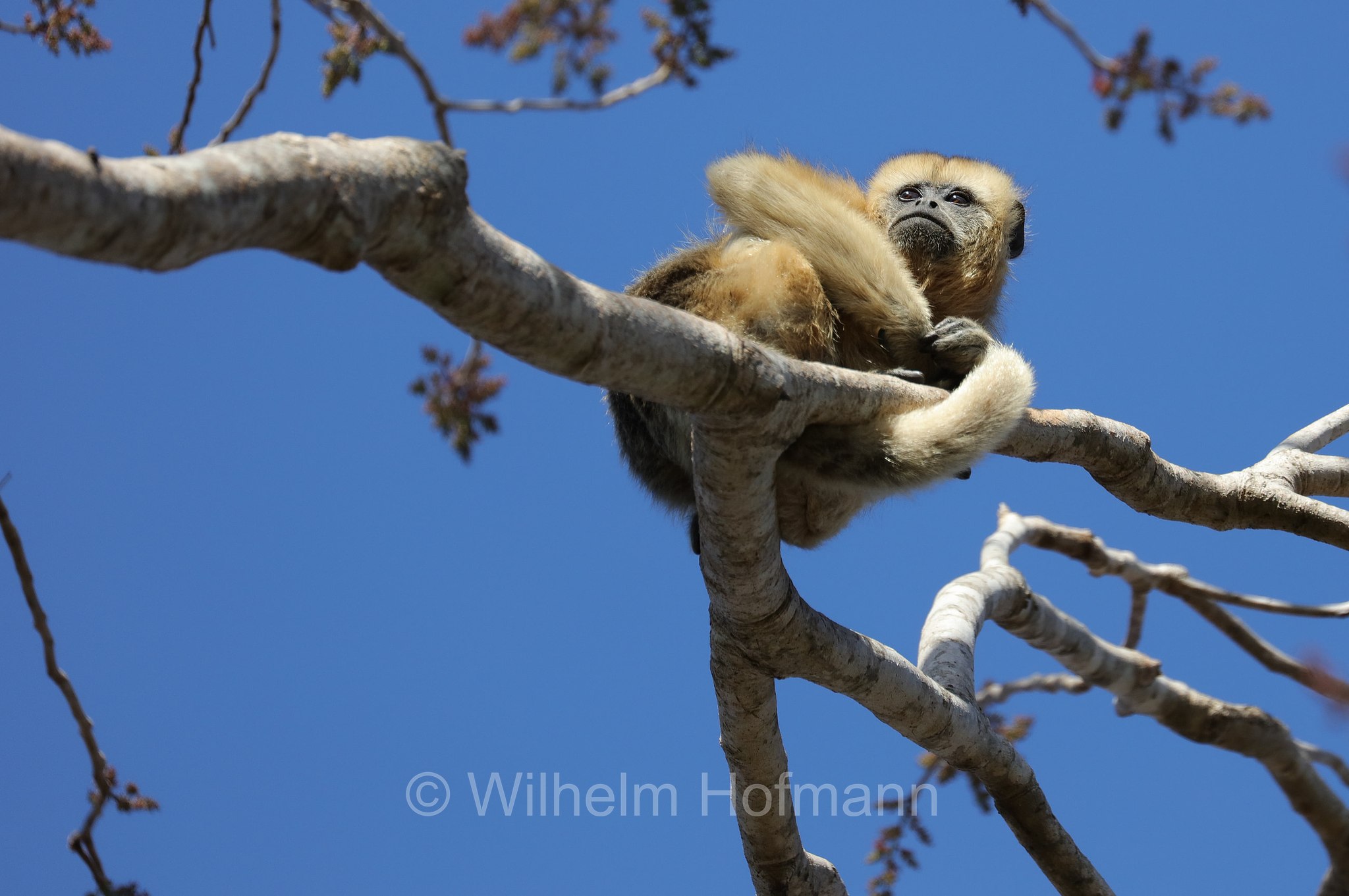 black howler, black-and-gold howler, Schwarzer Brüllaffe, aluatta nera, scimmia urlatrice nera, scimmia urlatrice nera e dorata, Alouatta caraya, Pantanal, Mato Grosso, Brazil, Brasil, Brasile, Brasilien
