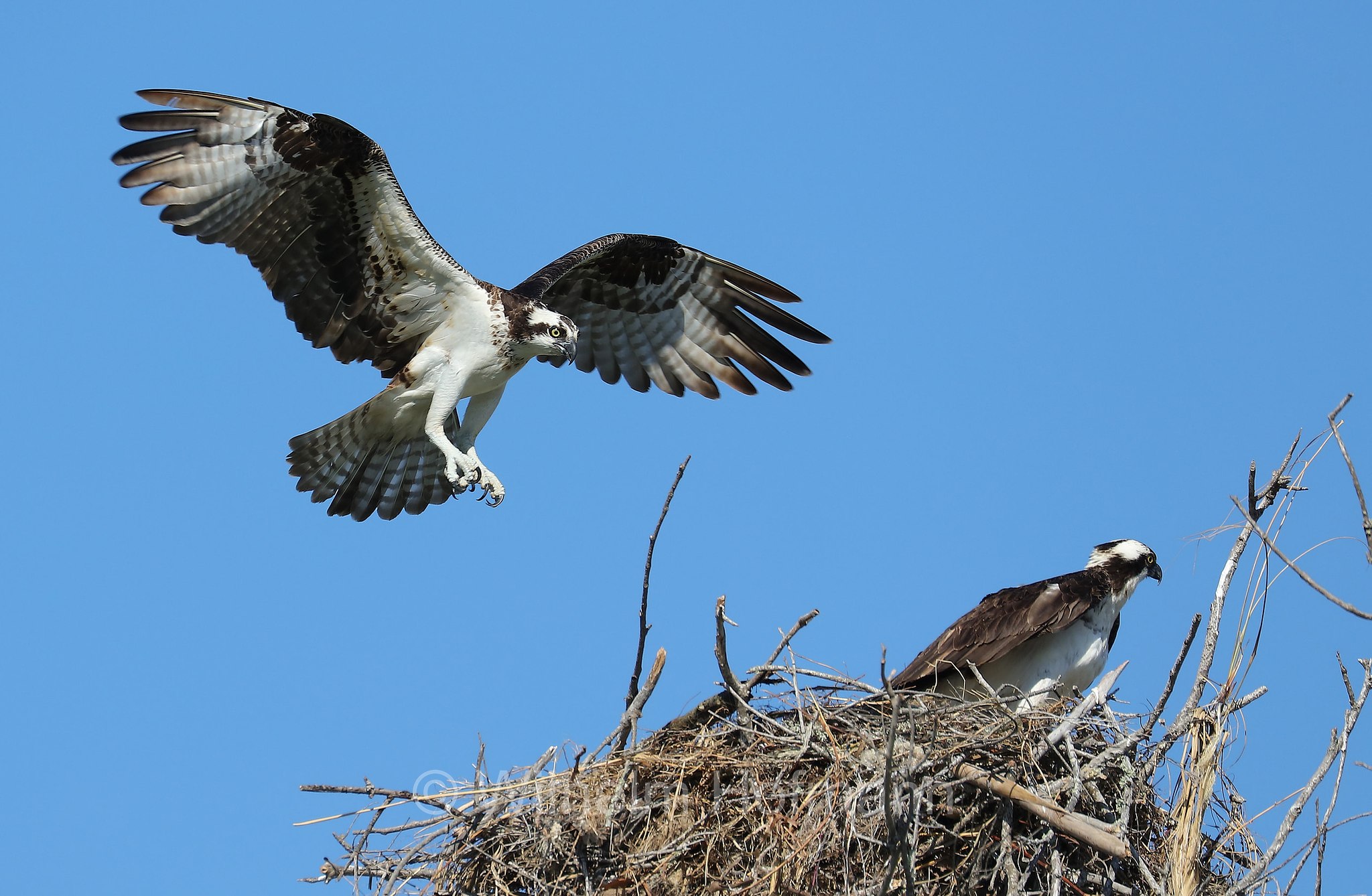 Pandion haliaetus carolinensis, American osprey, North American osprey, Carolina-Fischadler, falco pescatore, North Beach, Fort DeSoto Park, Florida, USA