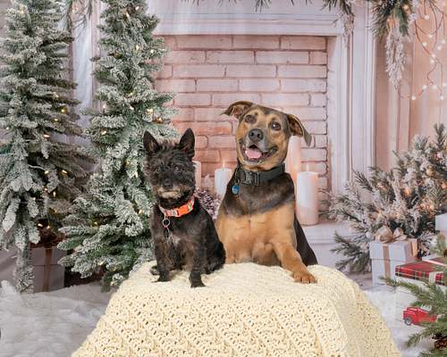 Dexter's Deli Holiday Photos