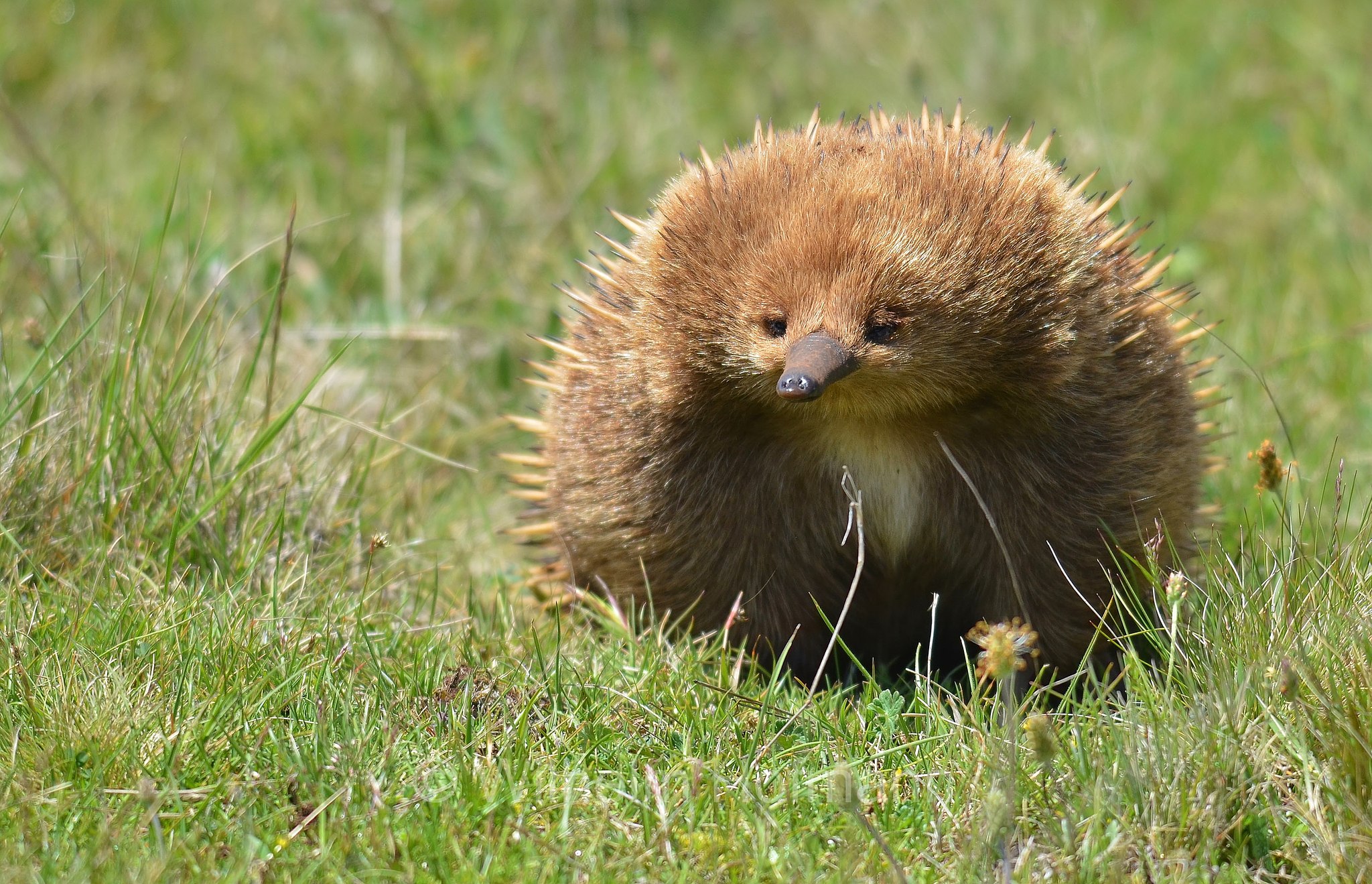 short-beaked echidna, common echidna, short-nosed echidna, Kurzschnabeligel, Kurzschnabel-Ameisenigel, echidna istrice, echidna dal becco corto, Tachyglossus aculeatus, Central Highlands, Tasmania, Tasmanien, Australia, Australien