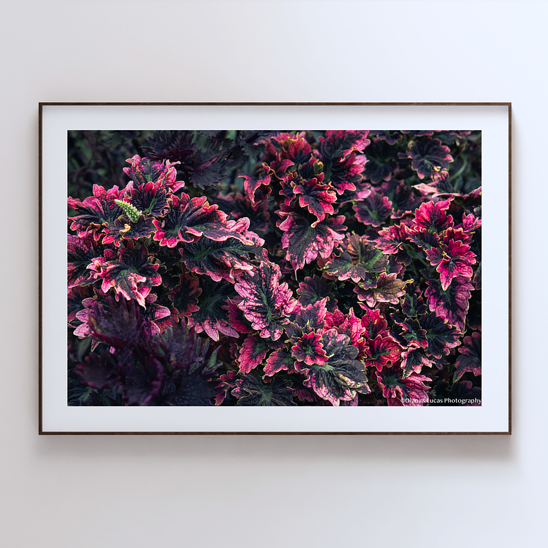 THE ONE - WILDLIFE & NATURE - "Coleus Fire" - LIMITED EDITION 5 of 5