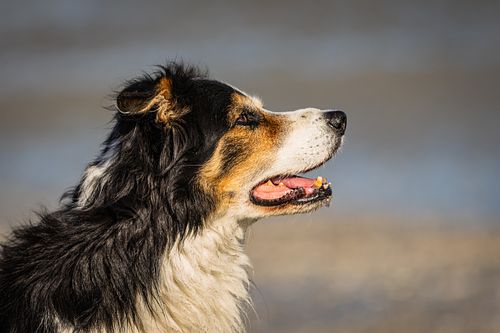 Portrait d'animaux en ext&eacute;rieur