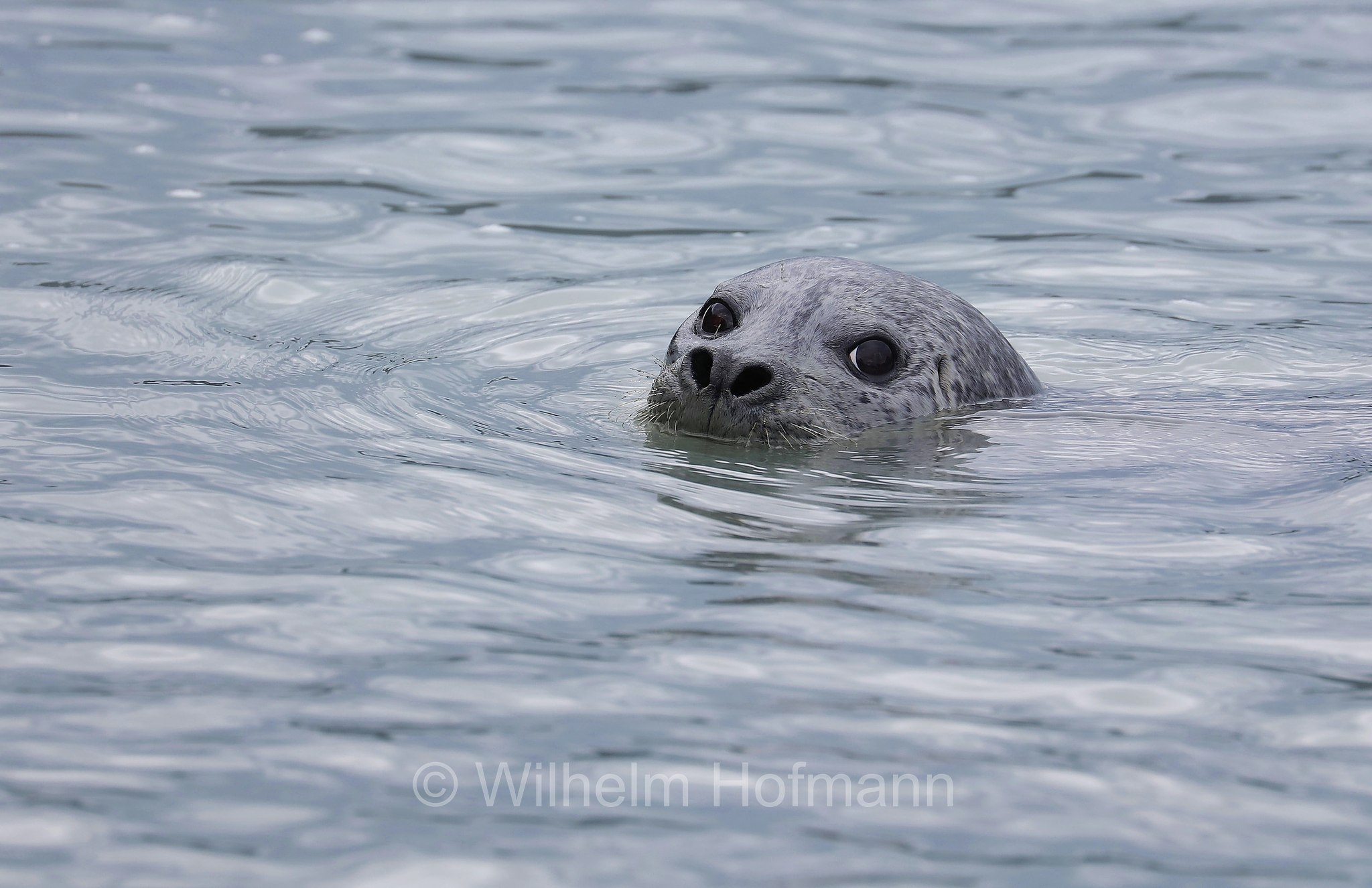Phoca vitulina, harbor seal, harbour seal, common seal, Seehund, foca comune, Solomon Gulch Hatchery, Valdez, ﻿Prince William Sound, Prinz-William-Sund, Stretto di Prince William, Alaska, USA