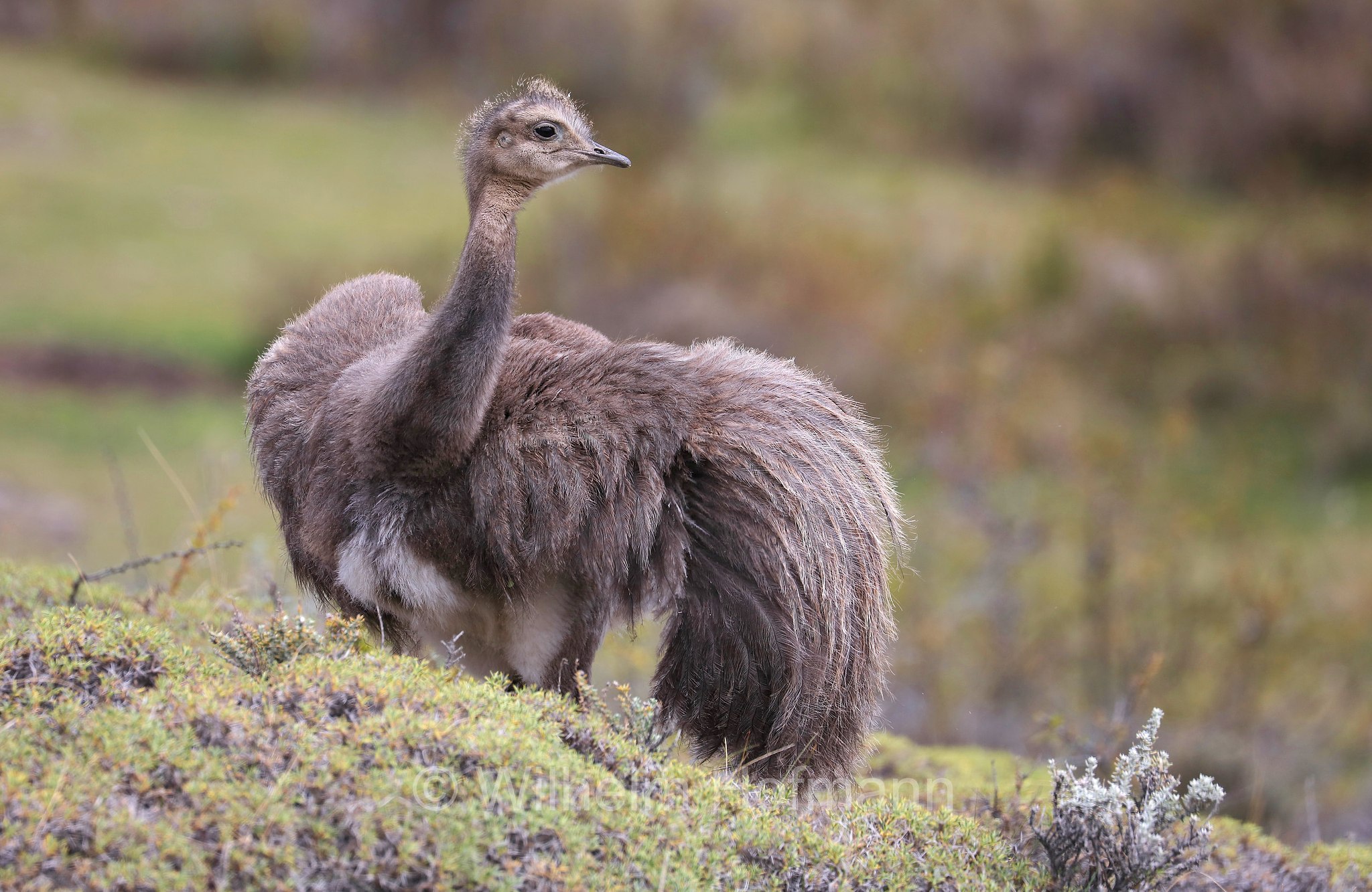 Darwin's rhea, lesser rhea, Darwinnandu, Darwin-Nandu, Kleiner Nandu, nandù di Darwin, Rhea pennata, Torres del Paine National Park, Patagonia, Patagonien, Chile, Cile