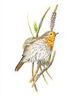 Robin's Rest Artwork