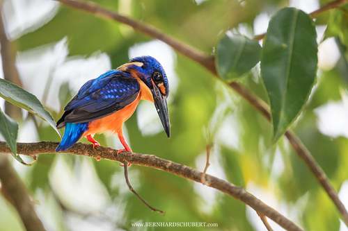 Alcedo meninting – Menintingeisvogel