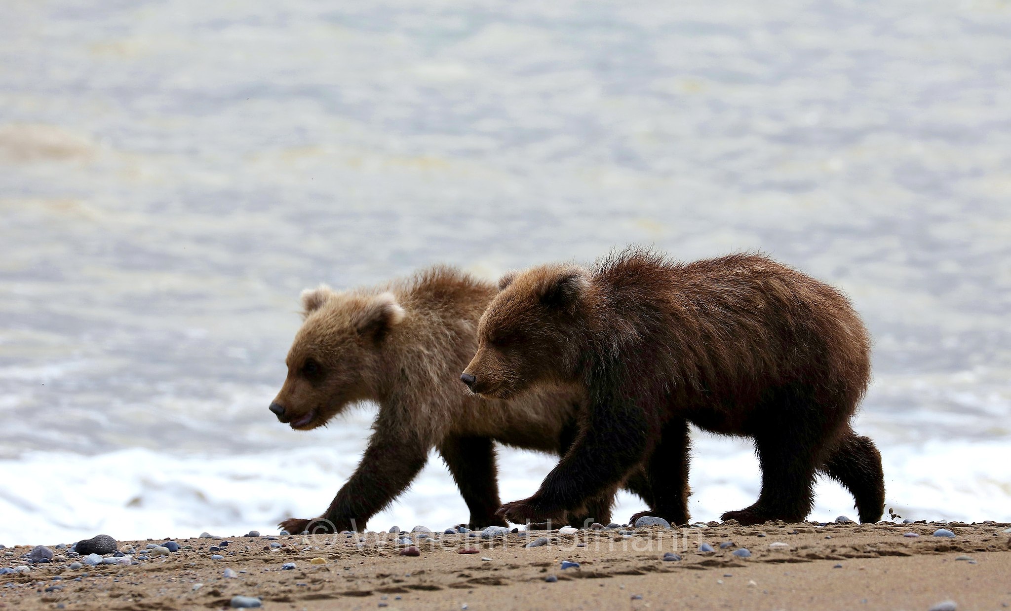 Ursus arctos gyas, Alaska Peninsula brown bear, peninsular grizzly, Alaska-Halbinsel-Braunbär, Alaska-Küstenbraunbär, Alaska-Braunbär, Großer Alaska-Braunbär, orso bruno della penisola dell'Alaska, grizzly peninsulare, grizzly costiero, grizzly gigante, Silver Salmon Creek, Lake Clark National Park, Lake Clark National Park and Preserve, Lake-Clark-Nationalpark, Parco nazionale e riserva di Lake Clark, Alaska, USA