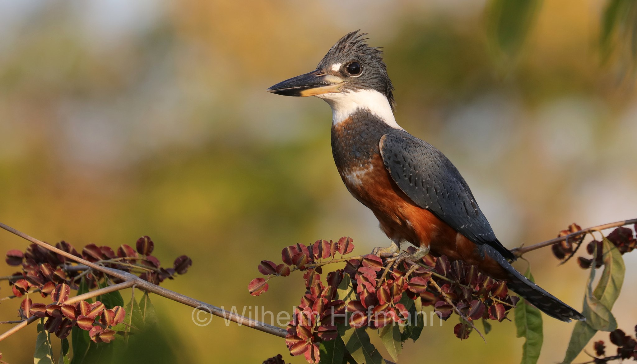 ringed kingfisher, Rotbrustfischer, martin pescatore dal collare, ﻿Megaceryle torquata, Pantanal, Mato Grosso, Brazil, Brasil, Brasile, Brasilien