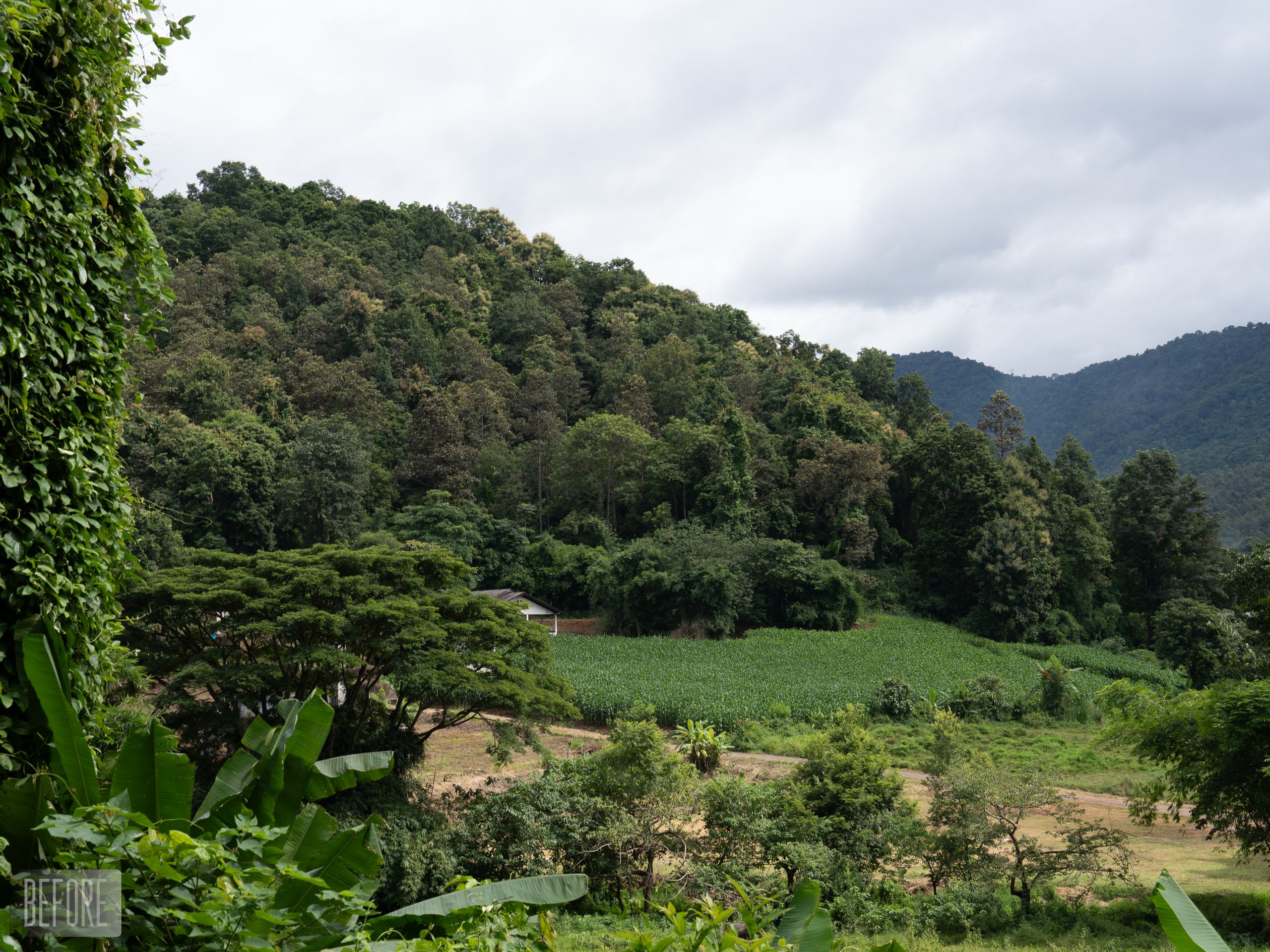 EMERALD WILDS