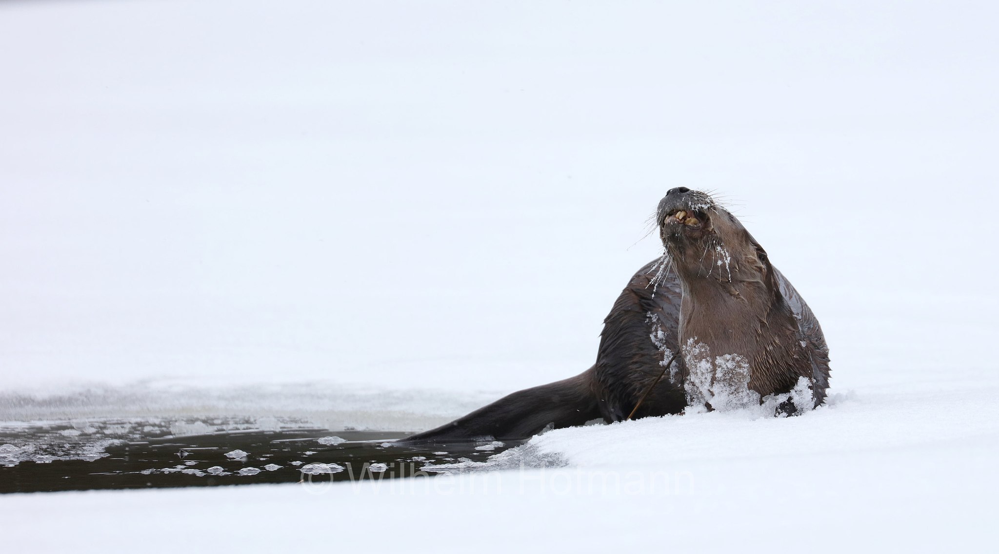 Lontra canadensis, North American river otter, northern river otter, river otter, Nordamerikanische Fischotter, lontra canadese, Tanamakoon Lake, Algonquin Provincial Park, Parco provinciale di Algonquin, Ontario, Canada, Kanada
