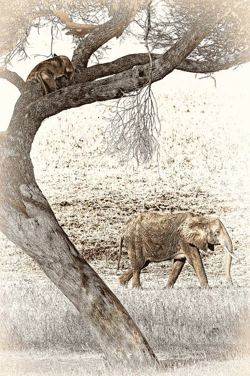 Photo sepia d'une lionne et d'un éléphant en Tanzanie