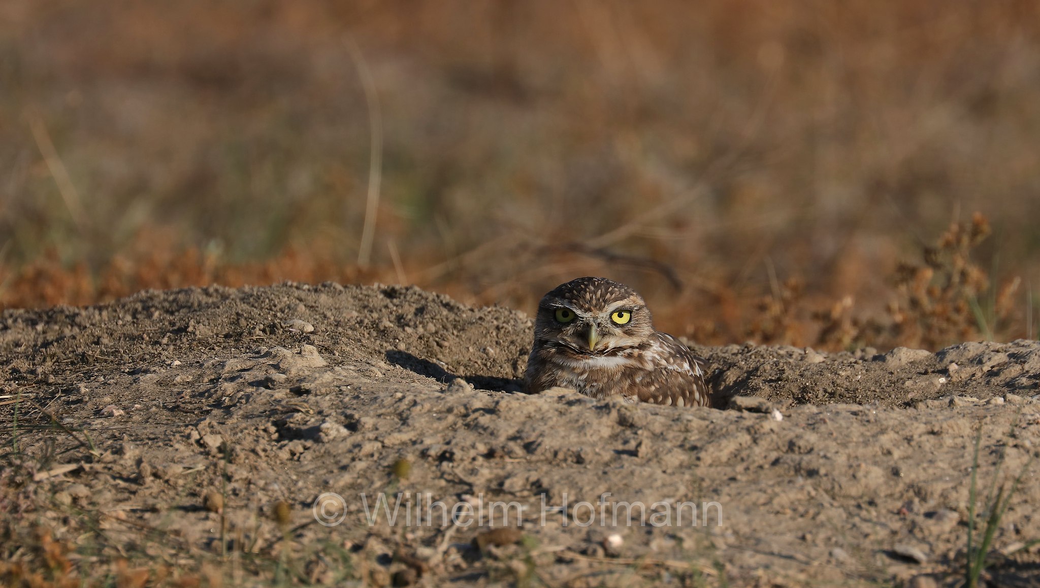 Athene cunicularia hypugaea, western burrowing owl, Kanada-Kaninchenkauz, Prärie-Erdeule, civetta delle tane, Wind Cave National Park, Wind-Cave-Nationalpark, Parco nazionale di Wind Cave, South Dakota, Dakota del Sud, USA