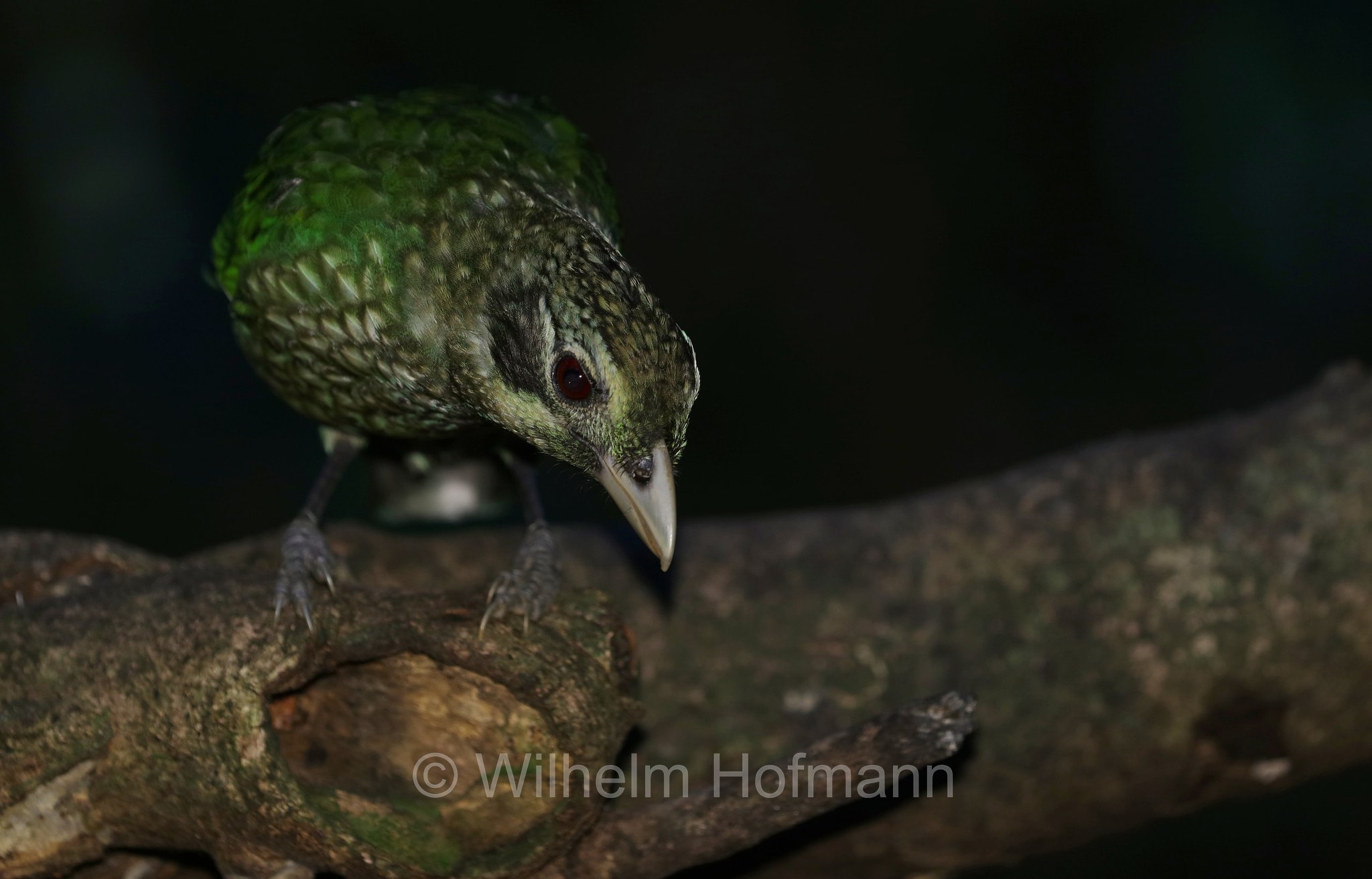 Ailuroedus melanotis, black-eared catbird, Schwarzohr-Laubenvogel, uccello gatto guancenere, Crater Lakes National Park, Crater-Lakes-Nationalpark, Queensland, Australia, Australien