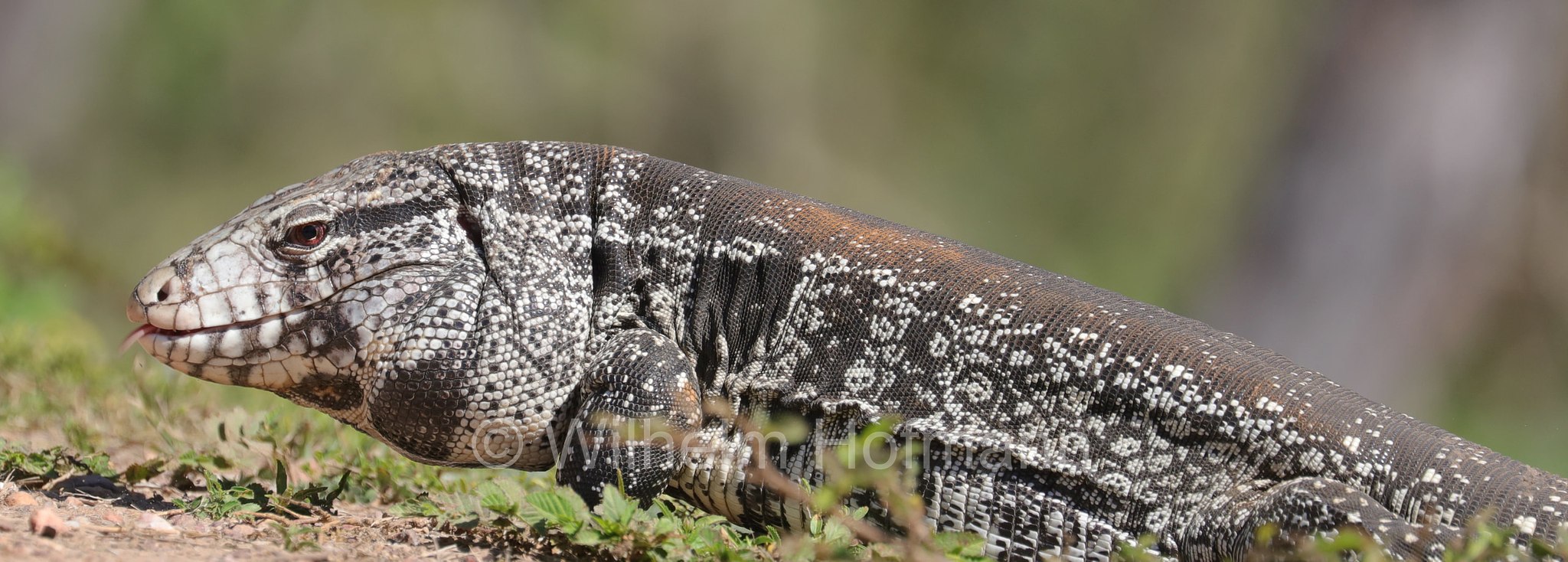 Argentine black and white tegu, Argentine giant tegu, black and white tegu, blue tegu, huge tegu, Schwarzweißer Teju, tegu argentino bianco e nero, tegu gigante argentino, lagarto overo, Salvator merianae, Pantanal, Mato Grosso, Brazil, Brasil, Brasile, Brasilien