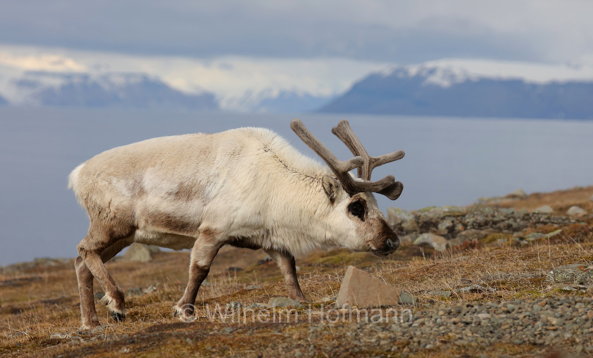 Rangifer tarandus platyrhynchus, Svalbard reindeer, Spitzbergen-Ren, renna delle Svalbard, Isfjorden, Spitsbergen, Svalbard, Spitzbergen, Norway, Norwegen, Norvegia