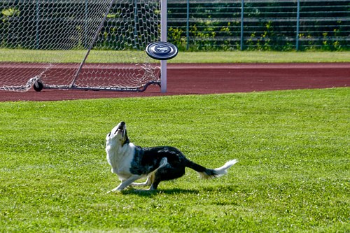 koerte frisbi voistlus 2026