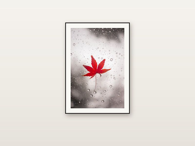 La feuille d'érable sous la pluie