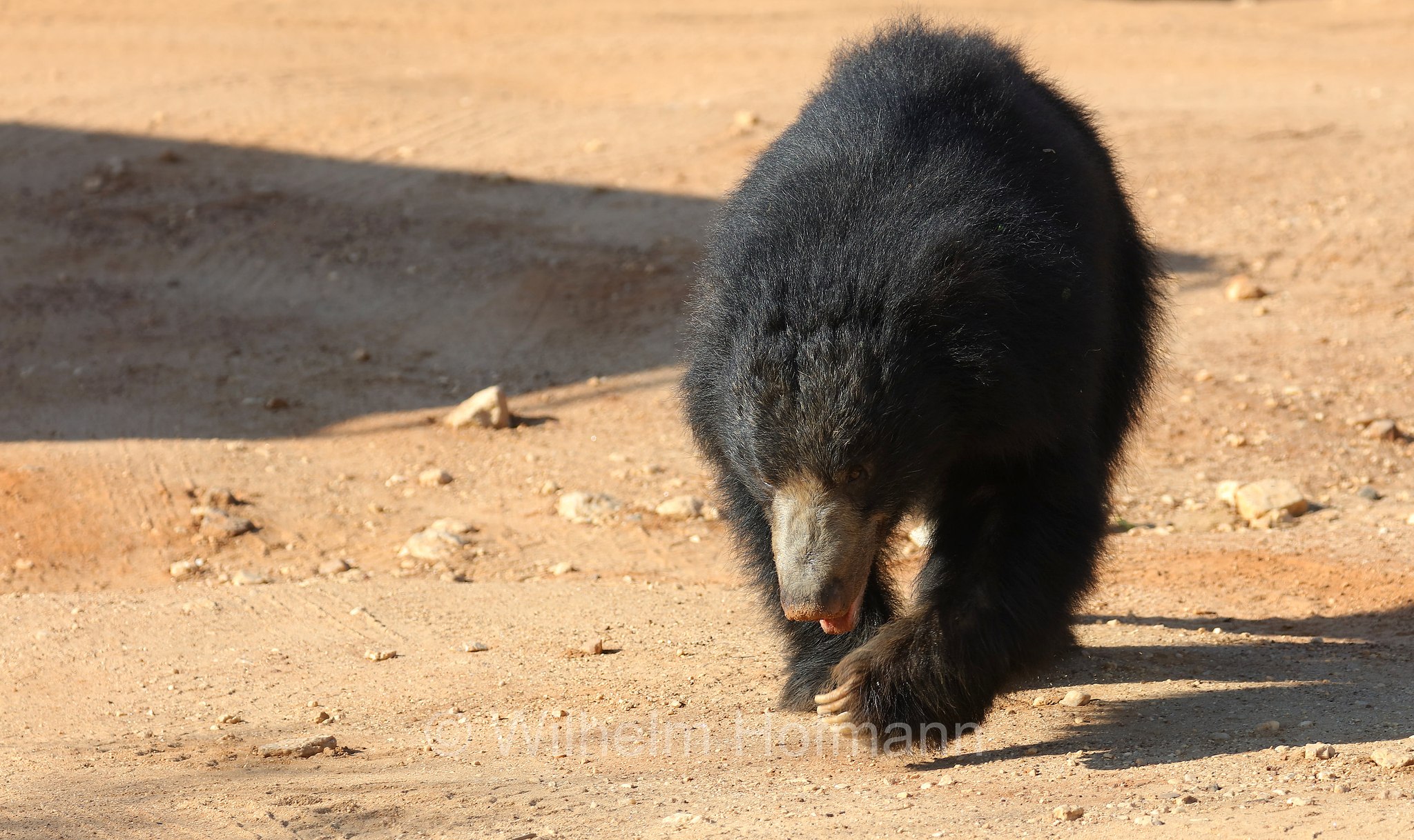 sloth bear, Indian bear, Lippenbär, orso labiato, orso giocoliere, Melursus ursinus, Sri Lanka, Yala National Park, Yala Nationalpark, Parco nazionale di Yala