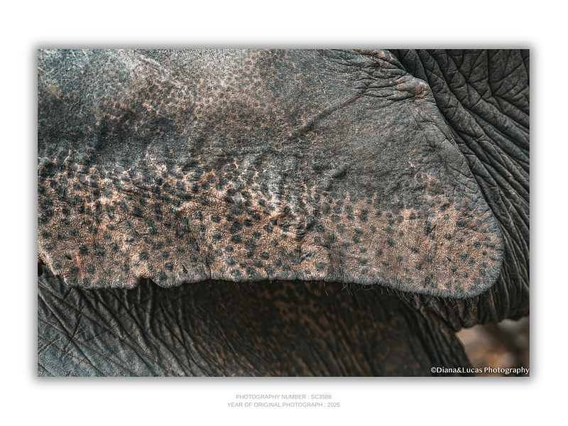 COLLECTION - GIANTS OF THE LAND HORIZONTAL - "Dotted" - LIMITED EDITION 10 of 10