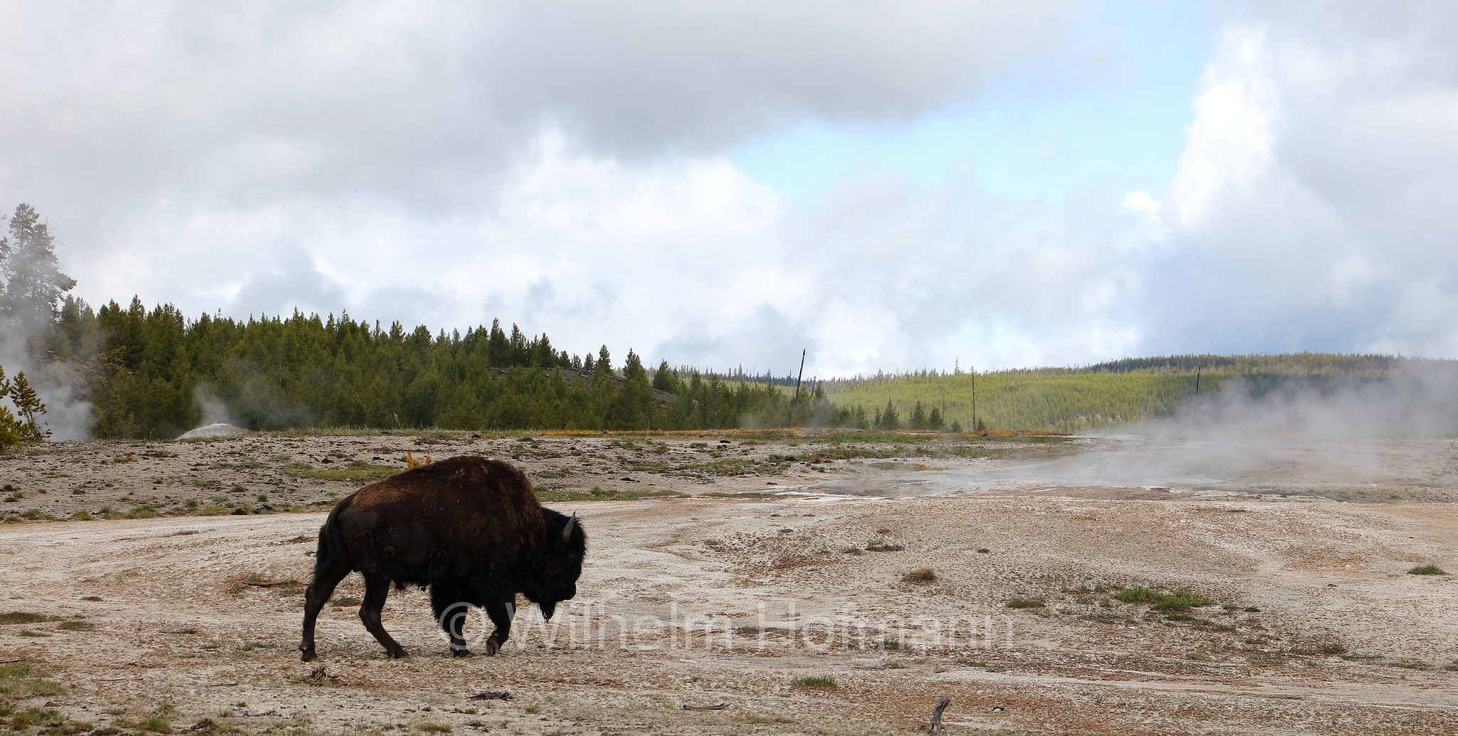 Plains bison, Präriebison, bisonte delle pianure, Bison bison bison, Yellowstone National Park, Yellowstone-Nationalpark﻿, parco nazionale di Yellowstone, Wyoming, USA