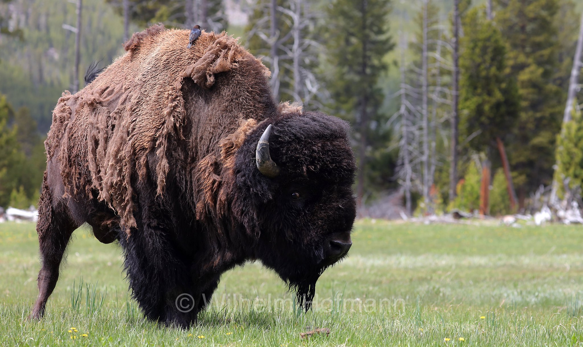 Plains bison, Präriebison, bisonte delle pianure, Bison bison bison, Yellowstone National Park, Yellowstone-Nationalpark﻿, parco nazionale di Yellowstone, Wyoming, USA