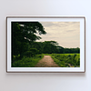THE ONE - WILDLIFE & NATURE - "Tropical Road" - LIMITED EDITION 5 of 5