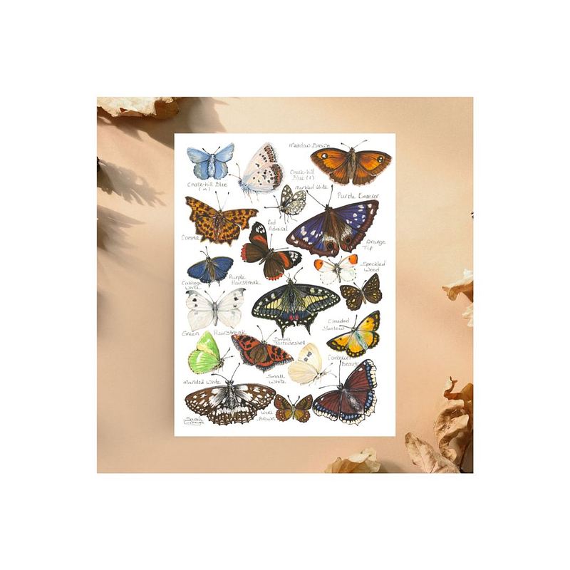 British and European Butterfly Study | Art Print | with Names
