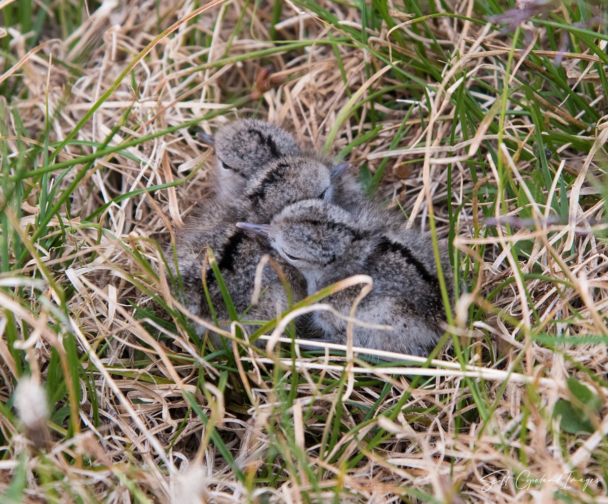 Sandpiper Clutch