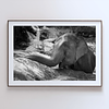 COLLECTION - GIANTS OF THE LAND HORIZONTAL - "Rest Moment" - LIMITED EDITION 10 of 10