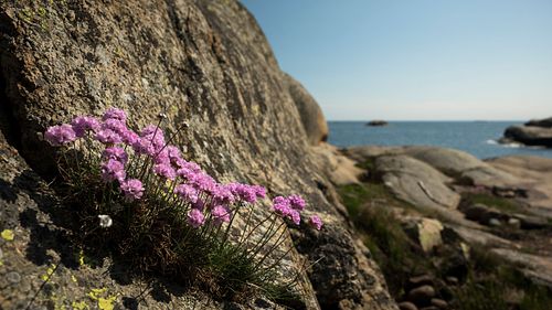 Verdens Ende