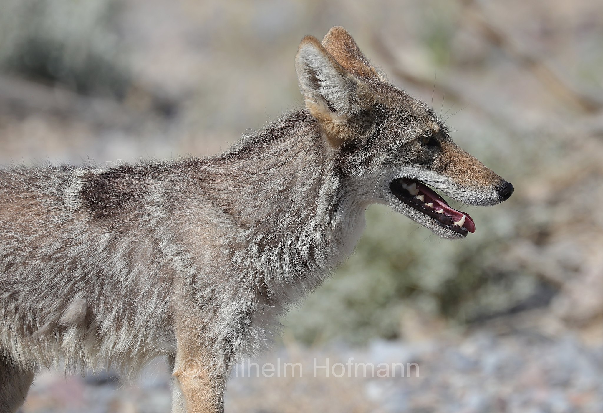 Canis latrans, coyote, American jackal, prairie wolf, brush wolf, Kojote, Präriewolf, Steppenwolf, coiote, lupo delle praterie, Furnace Creek, Death Valley National Park, Death-Valley-Nationalpark, Valle della Morte, California, Kalifornien, USA