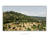 COLLECTION - FROM ABOVE HORIZONTAL - "Roof on the Hill" - LIMITED EDITION 10 of 10