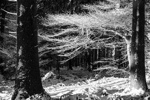 Frosty Forest