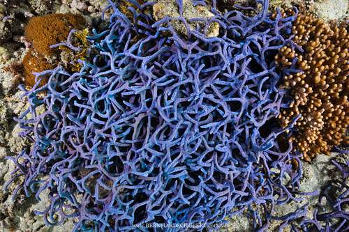 Callyspongia samarensis – Spaghetti-Schwamm