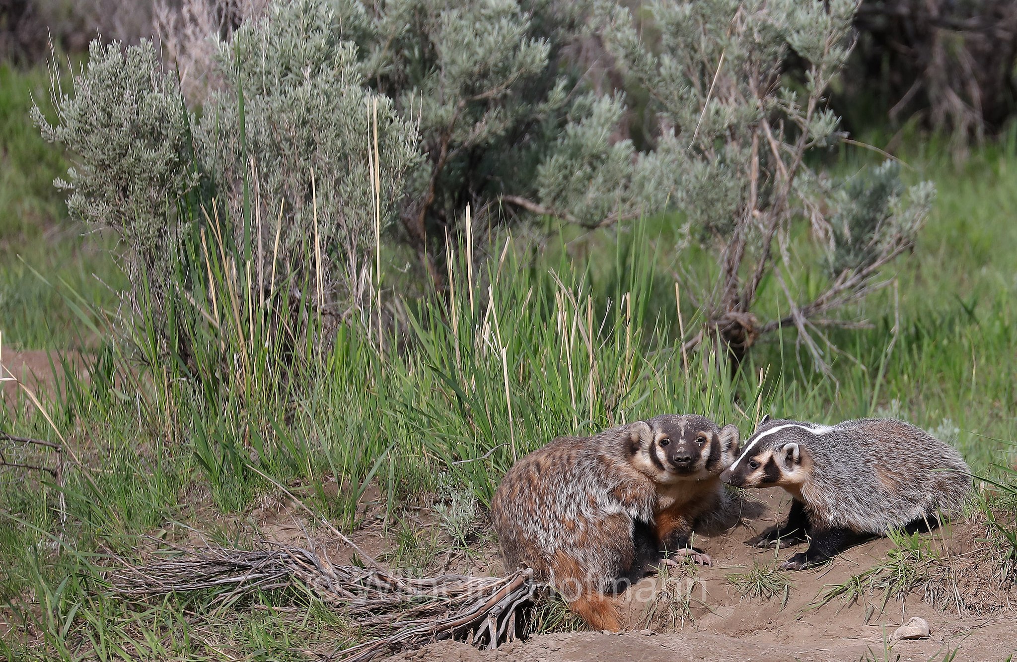 Taxidea taxus, American Badger, Silberdachs, tasso americano, Slough Creek, Lamar Valley, Yellowstone National Park, Yellowstone-Nationalpark﻿, parco nazionale di Yellowstone, Wyoming, USA